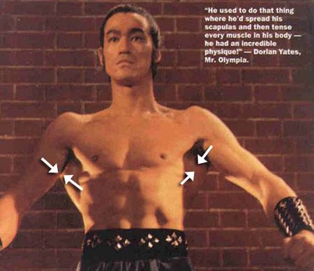 La expansión dorsal de Bruce Lee